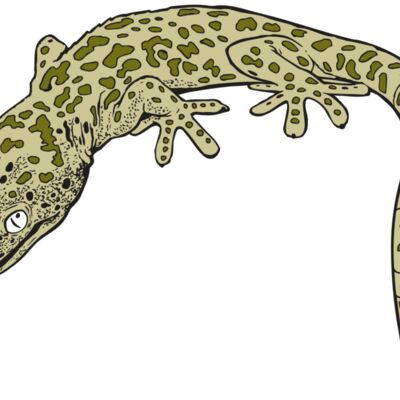 AR GEKO 19 RC Thumbnail