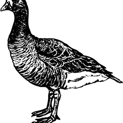 BIRD105 Thumbnail